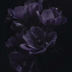 nightshade nightshade