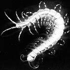 centipede